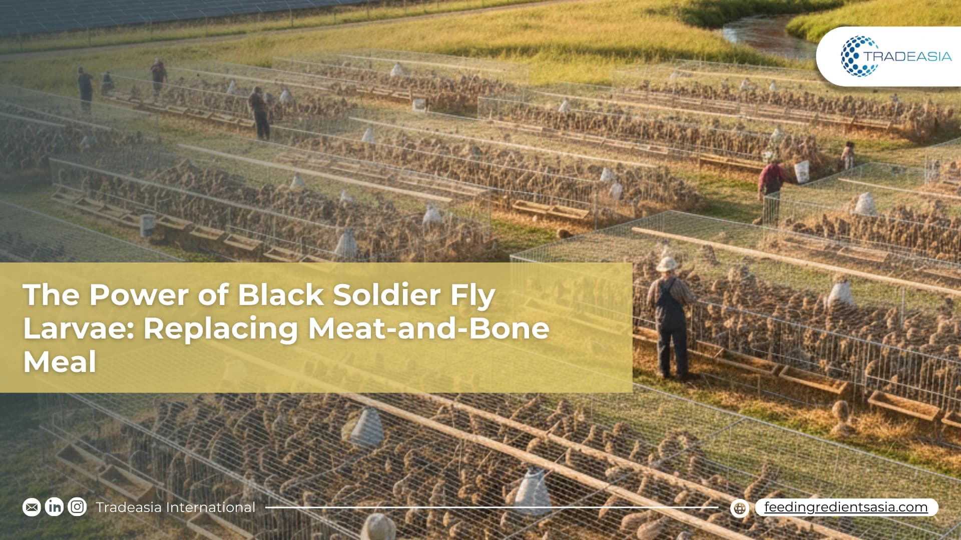 El poder de las larvas de la mosca Black Soldier: reemplazar la harina de carne y huesos